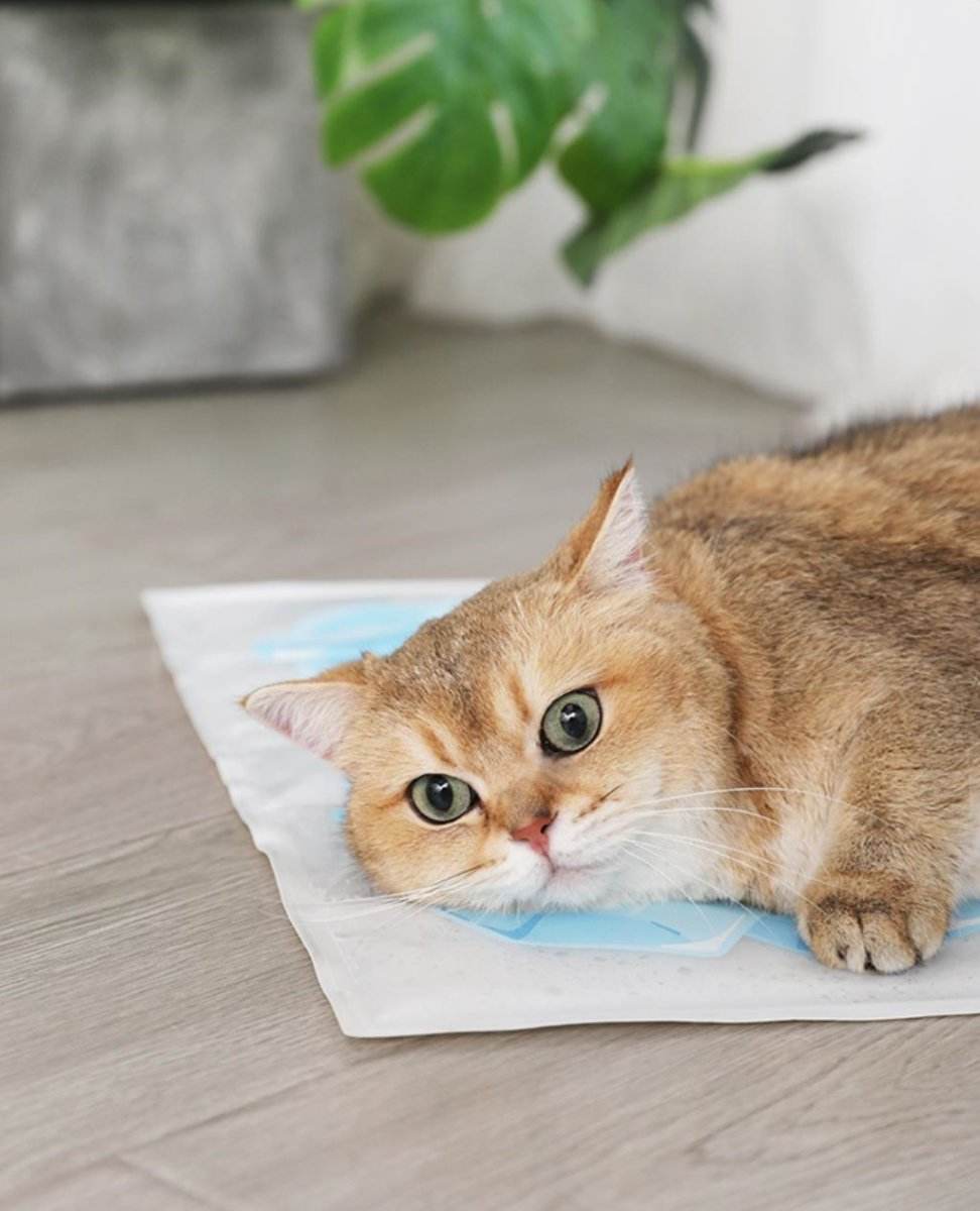 Summer Cooling Pet Ice Mat - Nai Pet Store